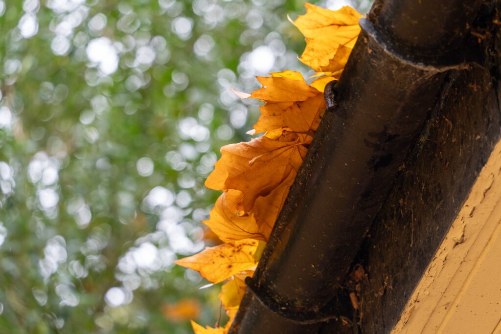 Autumn leaves caught in house gutter